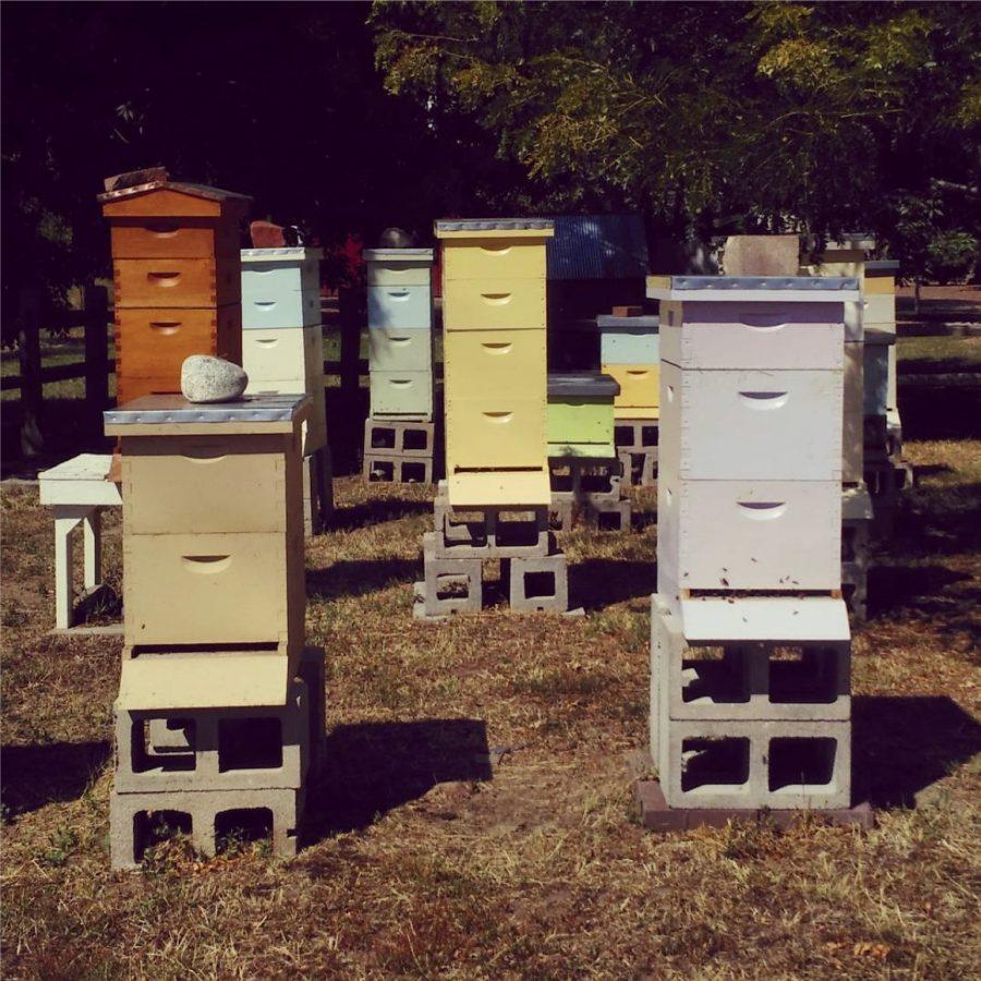 Urban Bees: ACC Partners with Hudson Gardens