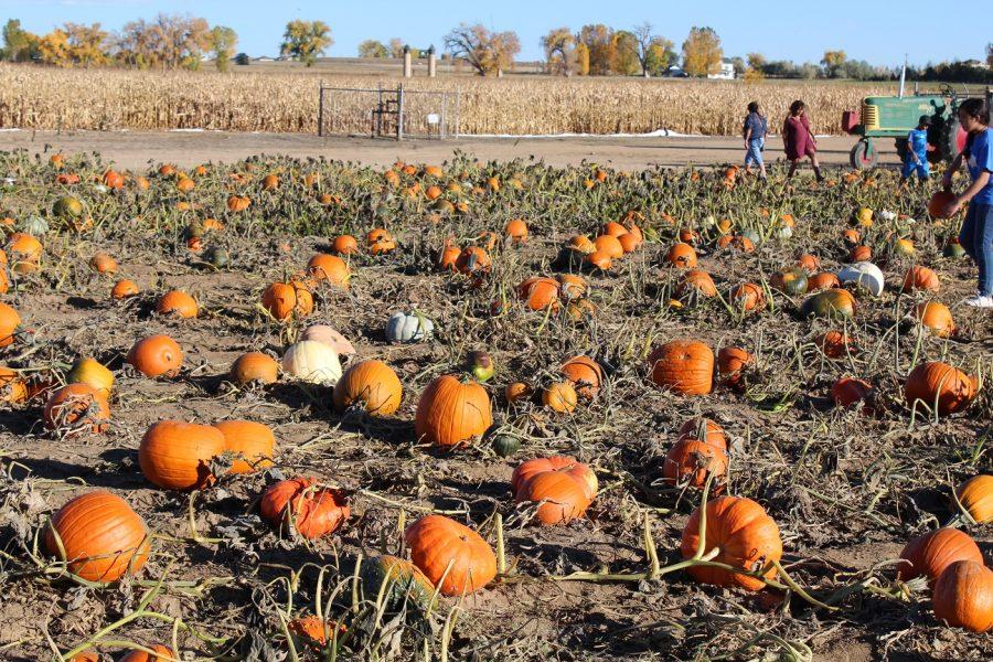 Anderson Farms is the Place to be for Fall Family Fun
