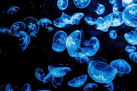 jellyfish-3