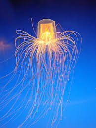 jellyfish-i