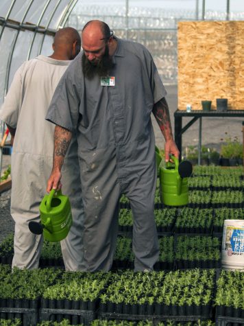 Inmates at Coyote Ridge Corrections Center caring for sagebrush plants. 