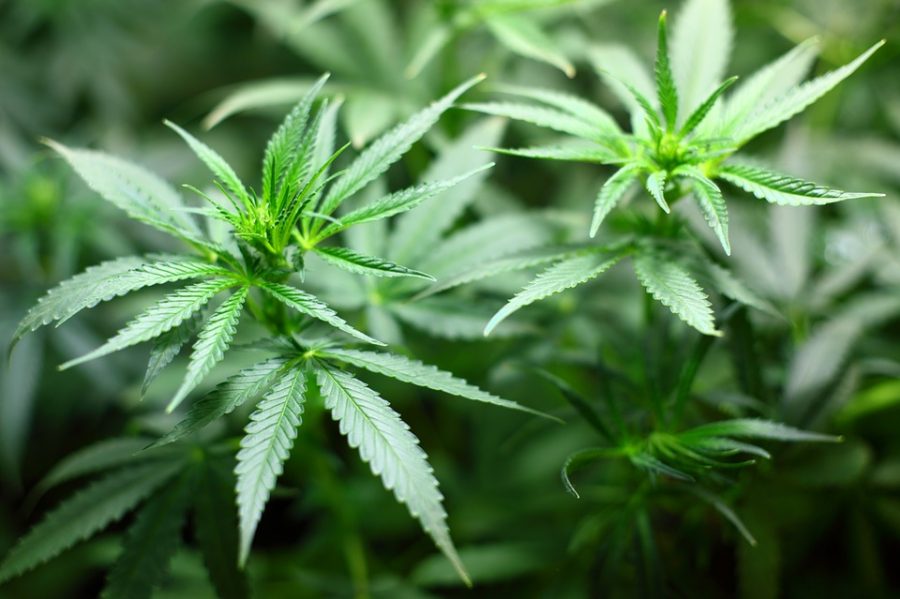 Cannabis-Induced Illness Increases in Colorado