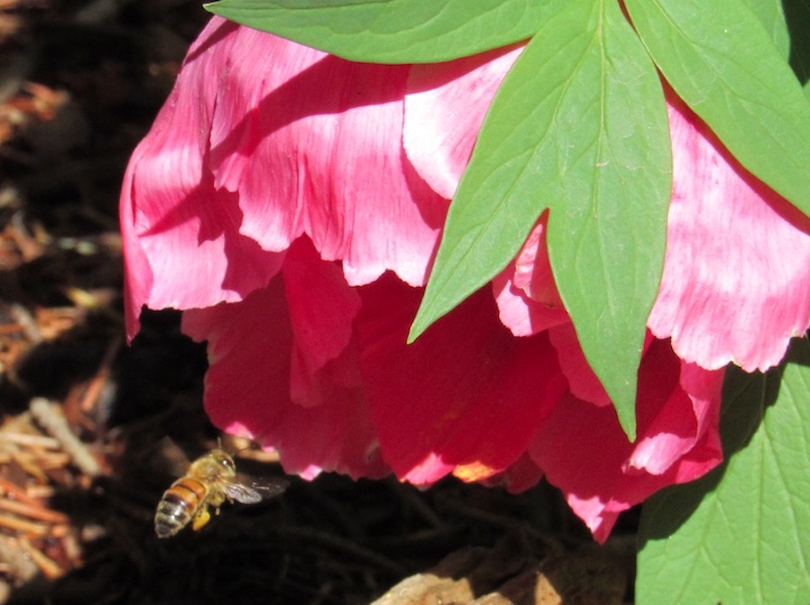 Bee meets flower - Denver Botanic Gardens. April. 30, Denver, CO. Rashid Mohamed