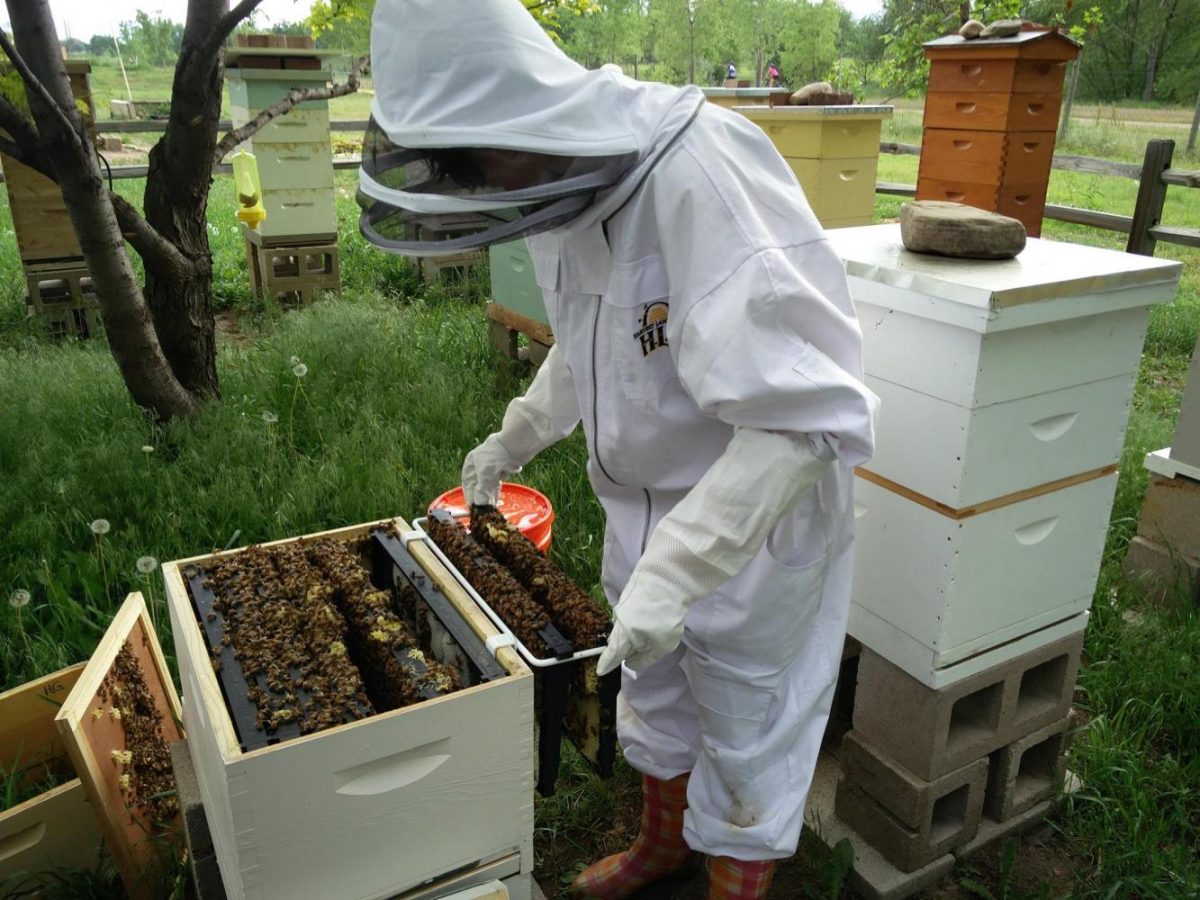 Image of author annoying bees.