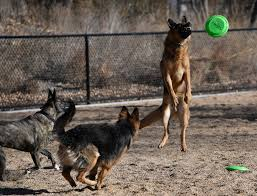 Dogs playing at Barnum dog park in December 2017