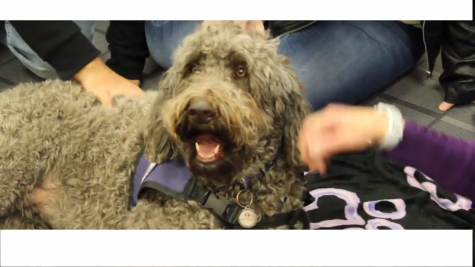 Ziva, a therapy dog for Denver Pet Partners, at ACCs library for their semi-annual De-Stress Fest. 