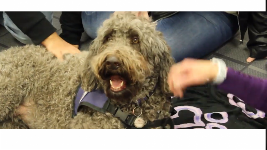 Ziva, a therapy dog for Denver Pet Partners, at ACC's library for their semi-annual De-Stress Fest. 