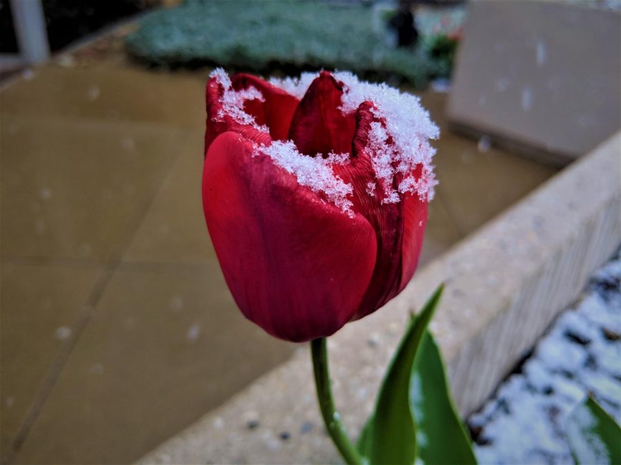 A single snow covered tulip outside Vitalant Blood Center in Lowry Colo. on Apr. 29, 2019.
The mid spring snowfall typically represents the end of the winter weather.  