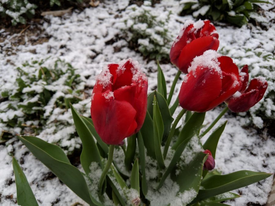 Snow covered tulips outside Vitalant Blood Center in Lowry Colo. on Apr. 29, 2019.
The mid spring snowfall typically represents the end of the winter weather.  