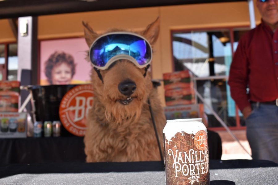 Dog in doggles sits in the shade under the Breckenridge Brewery tent next to a can of their iconic vanilla porter malt on Saturday, Oct. 12, 2019 in Castle Rock, Colo. outlet stores. The Barks & Brews event gave locals an opportunity to shop, listen to live music and sip back a cold one with their furry friends.
