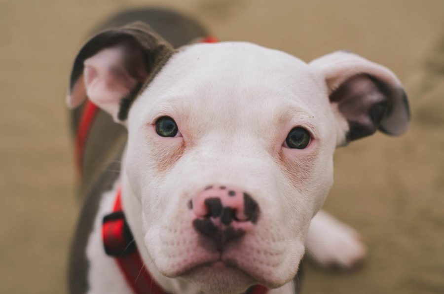 A white and black pit bull.