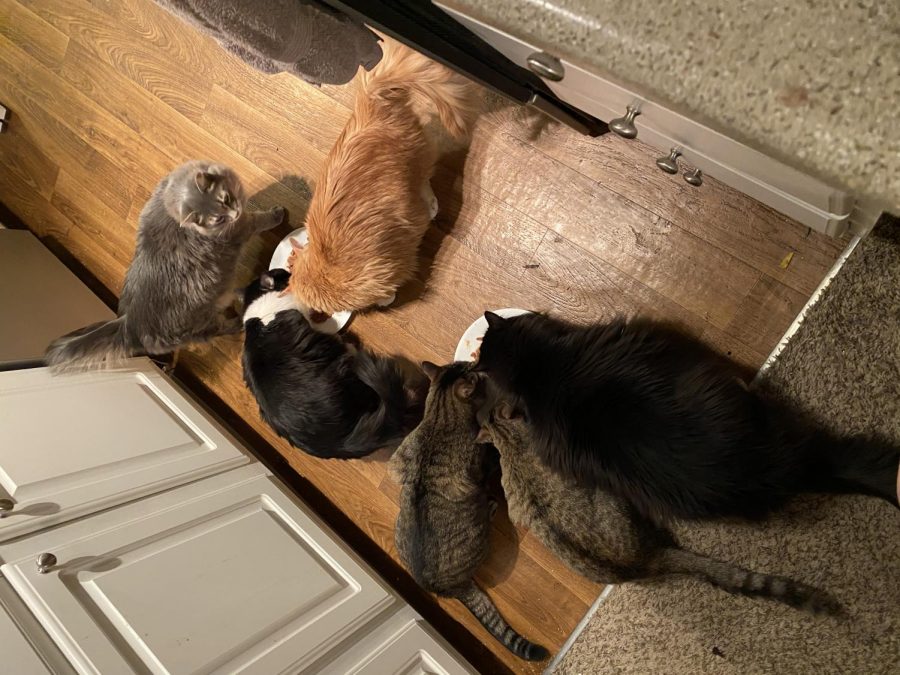 Six cats eating some cat food, helps the time pass by quicker. 