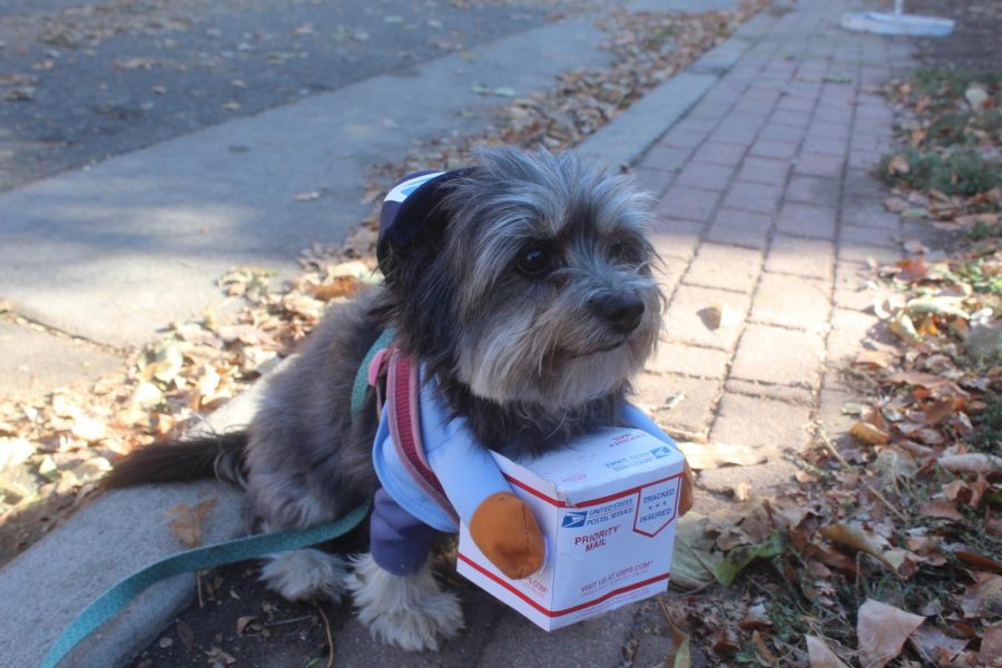 Local USPS dog participates in the parade on Zuni and 32nd St in the Highlands neighborhood on Halloween Day Oct 31 2020 