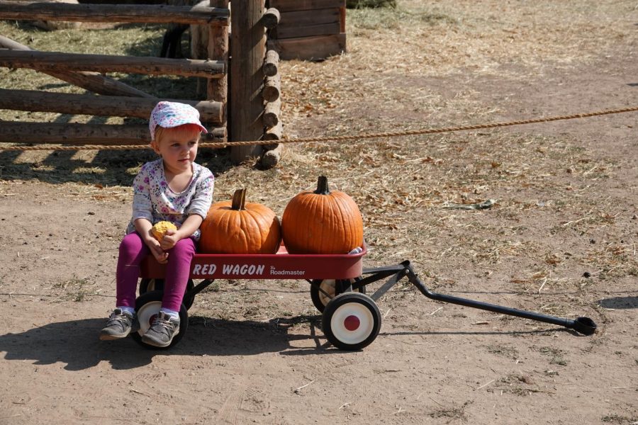 Aubrey Lamers age 2 in a wagon on September 30th.