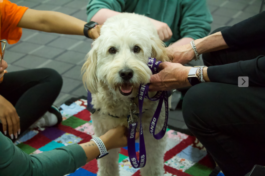 Event Recap: Therapy Dogs Visit ACC