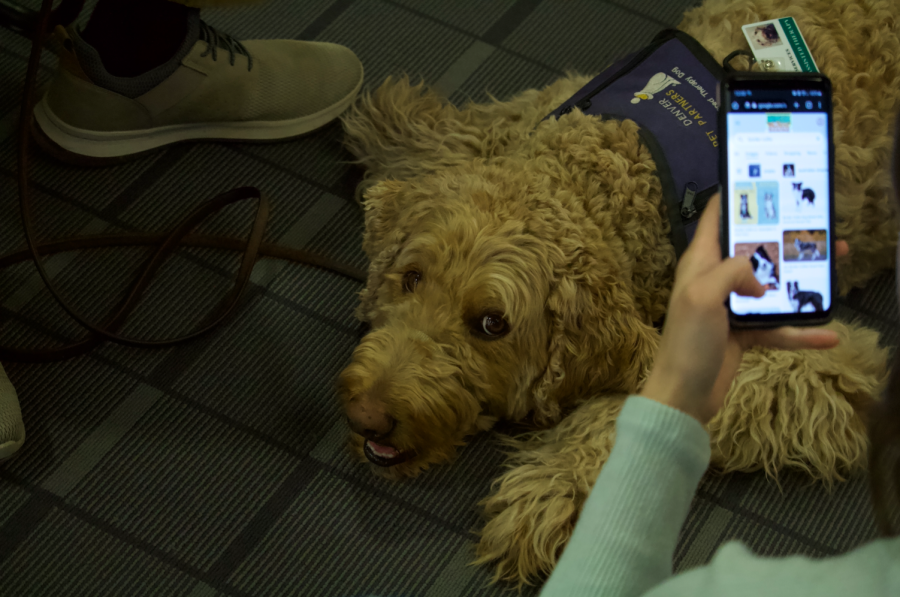 Tino, a therapy dog with Denver Pet Partners, during ACCs De-Stress in the Library event on May 3, 2022
