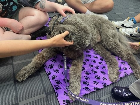 Ziva the Labradoodle enjoys pets from several ACC students in the library on May 3, 2023. Photo by Katherine Northcott.