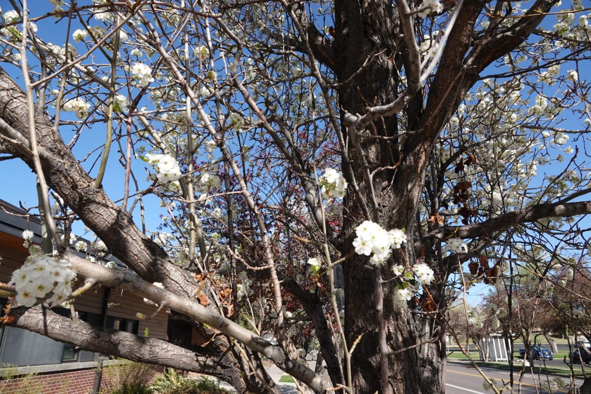 White flowers bloom from tree