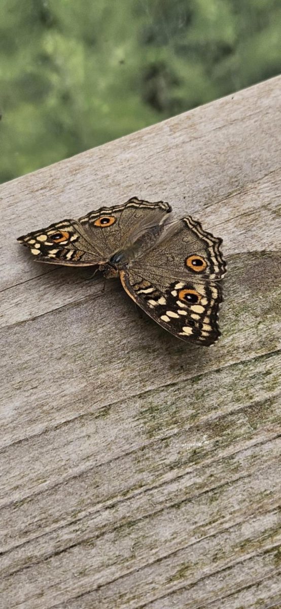 Lemon pansy butterfly rests on ledge, 05/25/2025
